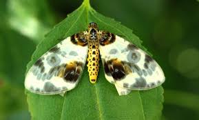 Attēlu rezultāti vaicājumam “Abraxas sylvata”