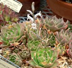 Image result for Haworthia