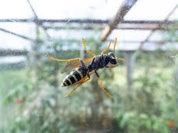 Attēlu rezultāti vaicājumam “Polistes nimpha”