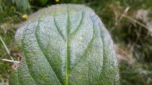 Attēlu rezultāti vaicājumam “Ajuga pyramidalis leaf”