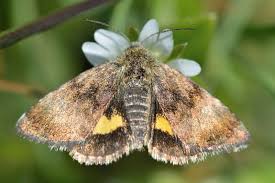 Attēlu rezultāti vaicājumam “Panemeria tenebrata”