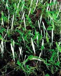 Attēlu rezultāti vaicājumam “Eocronartium muscicola”