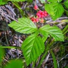 Attēlu rezultāti vaicājumam “Rubus saxatilis leaf”