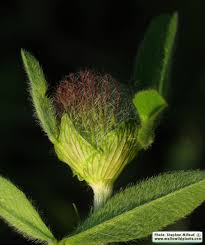 Attēlu rezultāti vaicājumam “Trifolium medium bud”