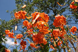 Attēlu rezultāti vaicājumam “Lilium lancifolium flower”