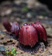 Attēlu rezultāti vaicājumam “Stemonitis flavogenita macro”