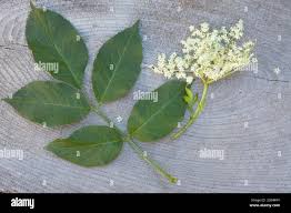 Attēlu rezultāti vaicājumam “Sambucus nigra leaf”