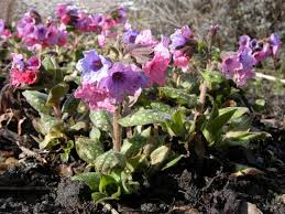Attēlu rezultāti vaicājumam “Pulmonaria officinalis”
