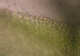 Attēlu rezultāti vaicājumam “Hedwigia ciliata sporophyte”