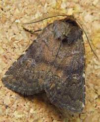 Attēlu rezultāti vaicājumam “Rusina ferruginea female”