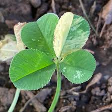Attēlu rezultāti vaicājumam “Trifolium fragiferum leaf”