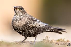 Image result for Turdus torquatus