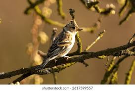 Attēlu rezultāti vaicājumam “Fringilla montifringilla female”