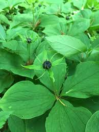 Attēlu rezultāti vaicājumam “Paris quadrifolia”