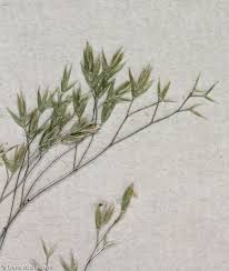 Attēlu rezultāti vaicājumam “Festuca altissima leaf”