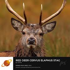Attēlu rezultāti vaicājumam “Cervus elaphus”
