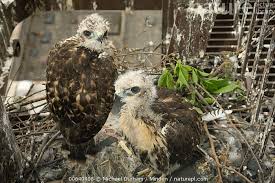Attēlu rezultāti vaicājumam “Buteo buteo nest”