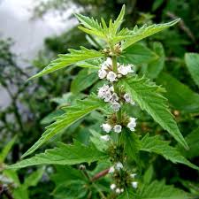 Attēlu rezultāti vaicājumam “Lycopus europaeus”