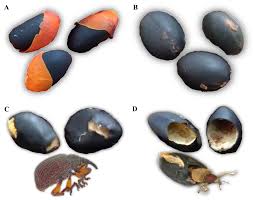 Attēlu rezultāti vaicājumam “Apion sp.”