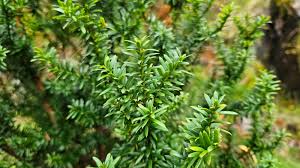 Attēlu rezultāti vaicājumam “Taxus baccata bud”