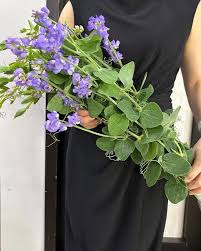 Attēlu rezultāti vaicājumam “Lathyrus latifolius bud”