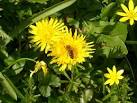 File:Flora and Fauna - geograph.org.uk - 384607.jpg - Wikimedia ...