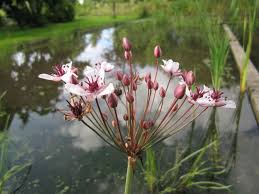 Attēlu rezultāti vaicājumam “Butomus umbellatus flower”