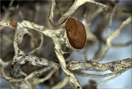 Attēlu rezultāti vaicājumam “Evernia divaricata”