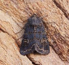 Attēlu rezultāti vaicājumam “Tholera cespitis”