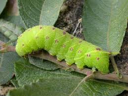 Attēlu rezultāti vaicājumam “Laothoe populi larva”