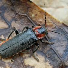 Attēlu rezultāti vaicājumam “Cantharis fusca larva”