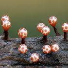 Attēlu rezultāti vaicājumam “Trichia flavicoma”