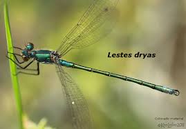 Attēlu rezultāti vaicājumam “Lestes dryas”