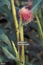 Attēlu rezultāti vaicājumam “Zea mays female flower”