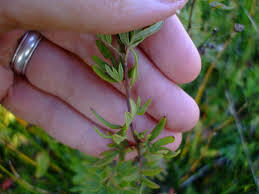 Attēlu rezultāti vaicājumam “Pentaphylloides fruticosa leaf”