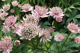 Attēlu rezultāti vaicājumam “Astrantia major fruit”