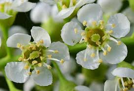 Attēlu rezultāti vaicājumam “Prunus serotina flower”