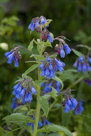 Attēlu rezultāti vaicājumam “Symphytum asperum”