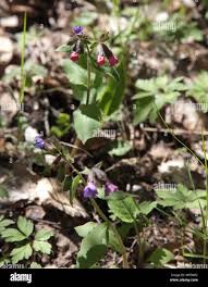 Attēlu rezultāti vaicājumam “Pulmonaria obscura leaf”
