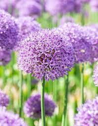 Image result for Zierlauch