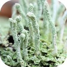 Attēlu rezultāti vaicājumam “Cladonia coniocraea”