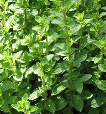 Image result for Origanum majorana