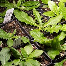Attēlu rezultāti vaicājumam “Cirsium arvense leaf”