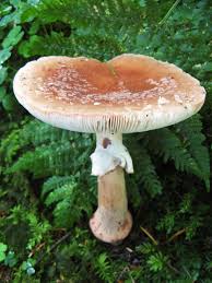 Attēlu rezultāti vaicājumam “Amanita rubescens”
