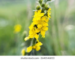 Attēlu rezultāti vaicājumam “Agrimonia eupatoria flower”