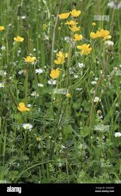 Attēlu rezultāti vaicājumam “Ranunculus acris fruit”