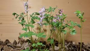 Attēlu rezultāti vaicājumam “Corydalis cava leaf”