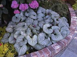 Image result for Brunnera `Jack Frost`