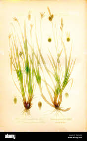 Attēlu rezultāti vaicājumam “Carex ornithopoda fruit”