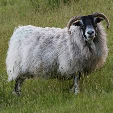 Attēlu rezultāti vaicājumam “Ovis aries juvenile”